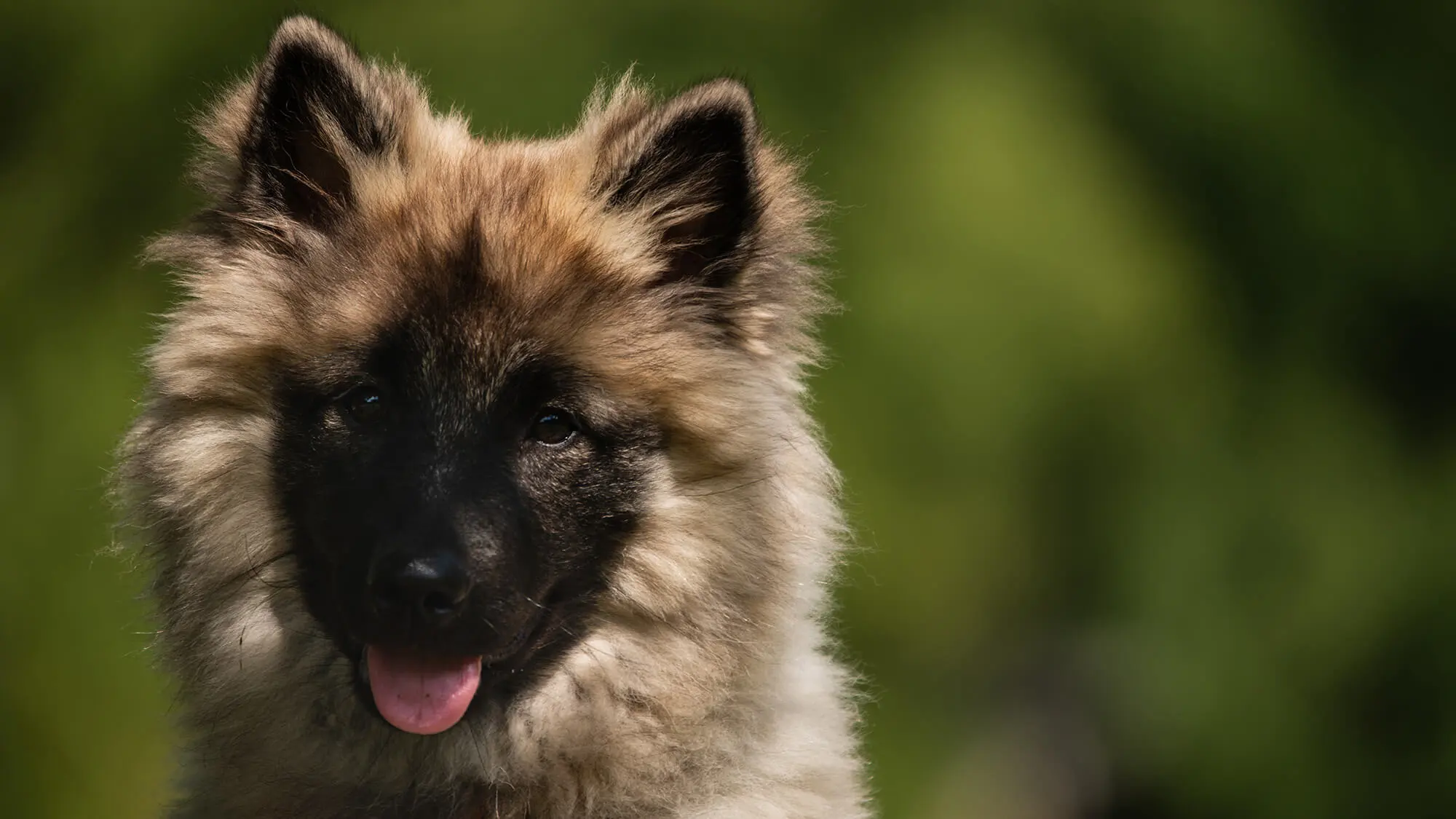Wolfspitz