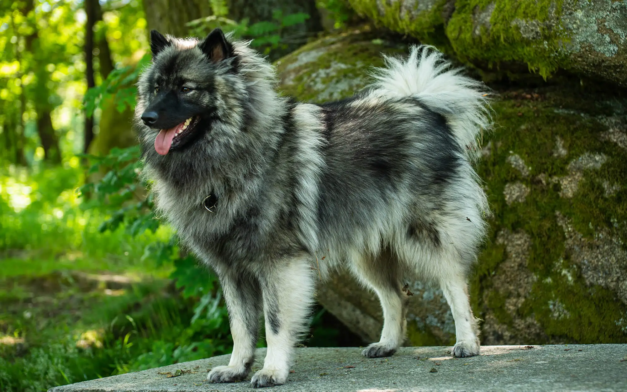 Wolfspitz