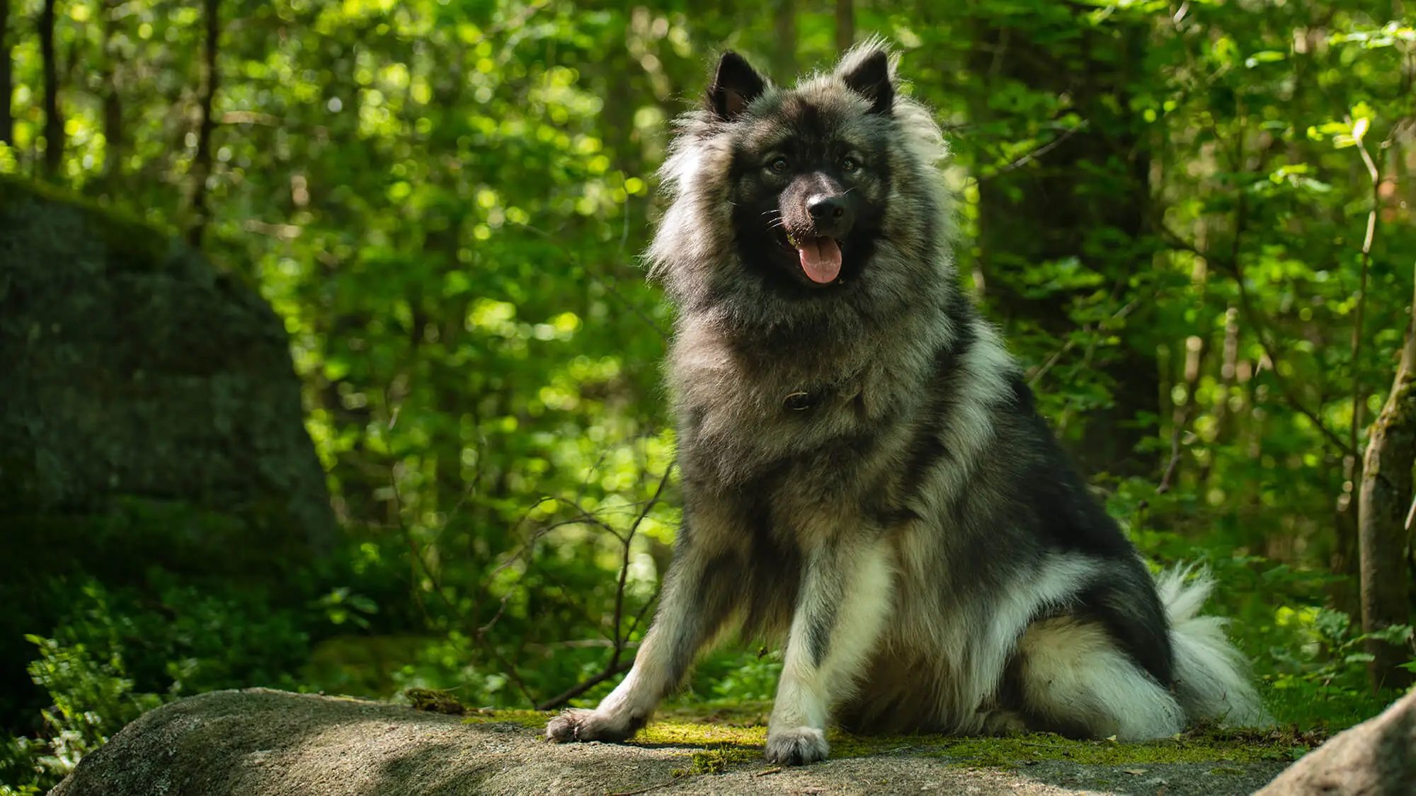 Wolfspitz