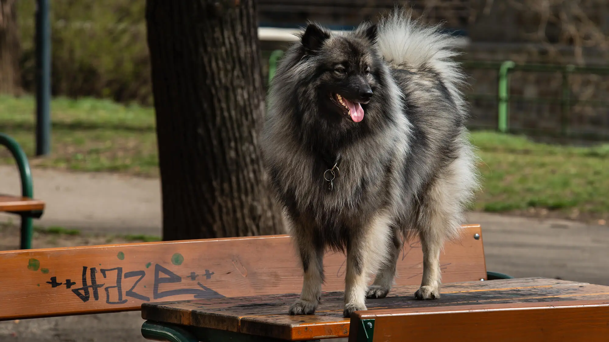 Wolfspitz