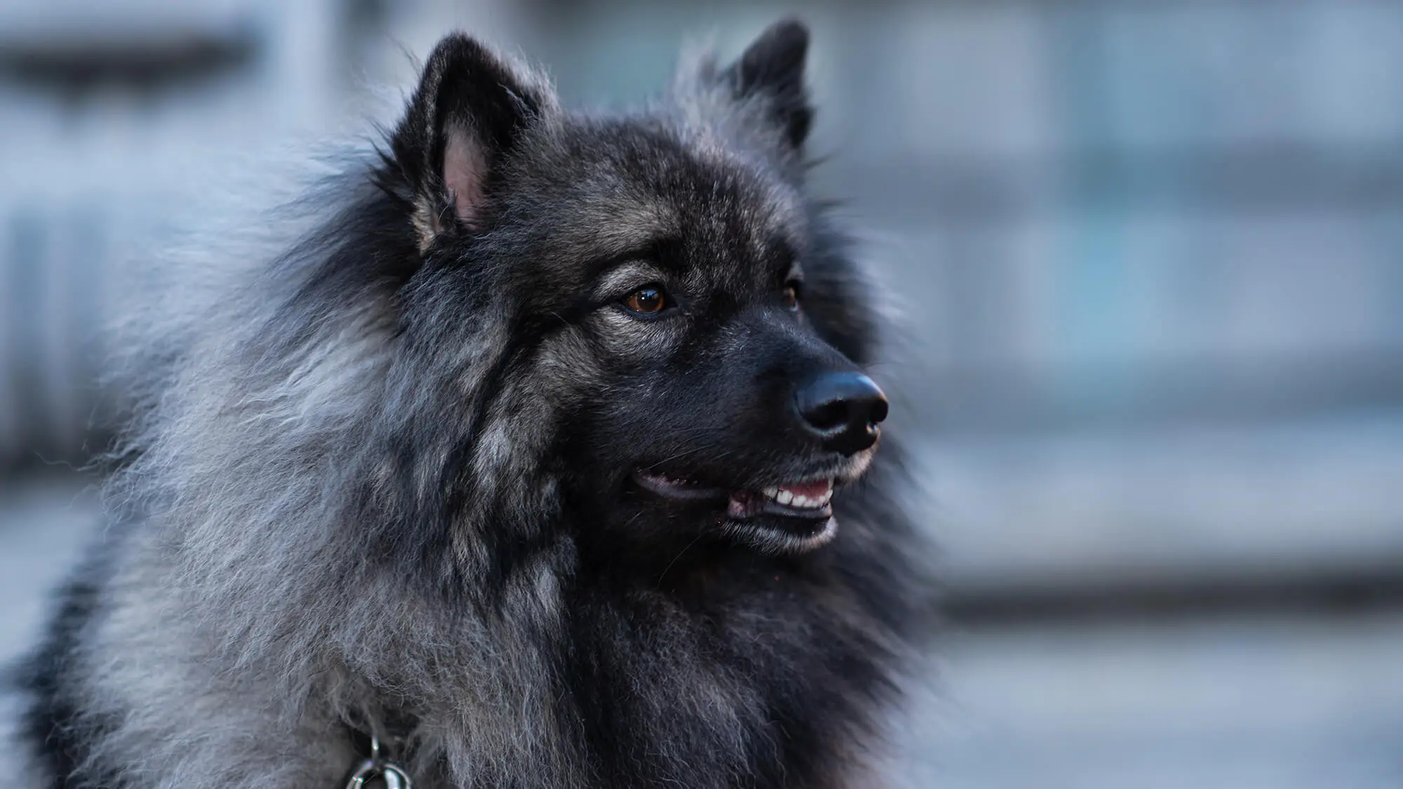 Wolfspitz