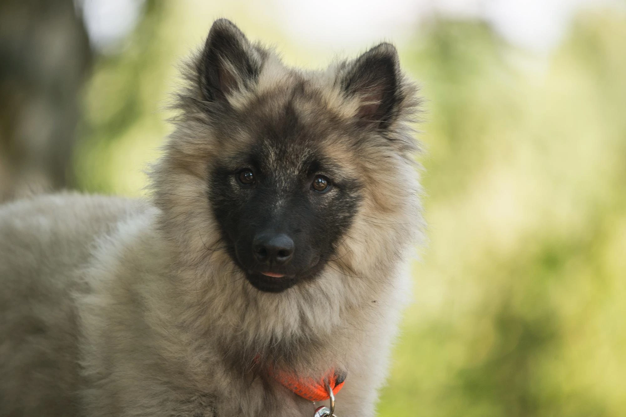 Wolfspitz