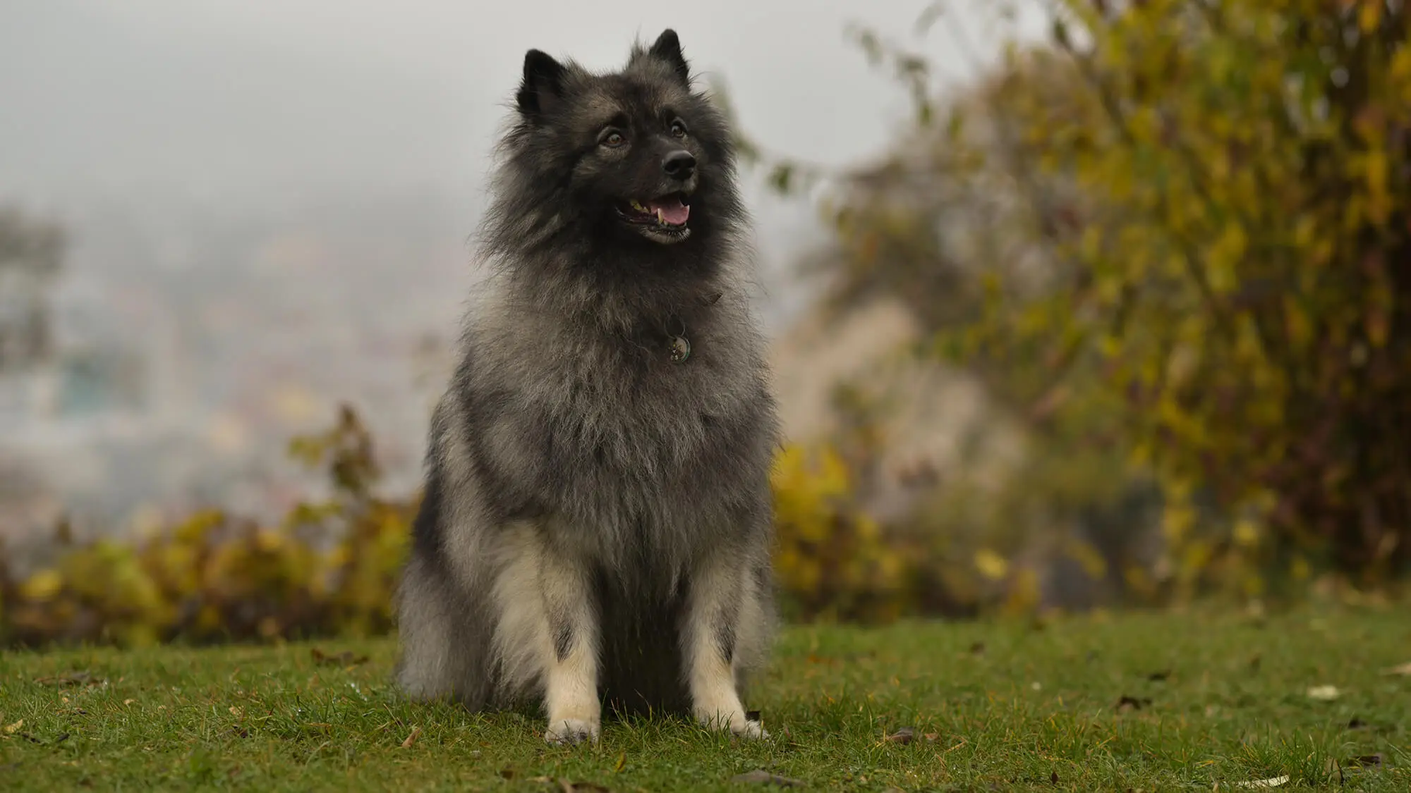 Wolfspitz