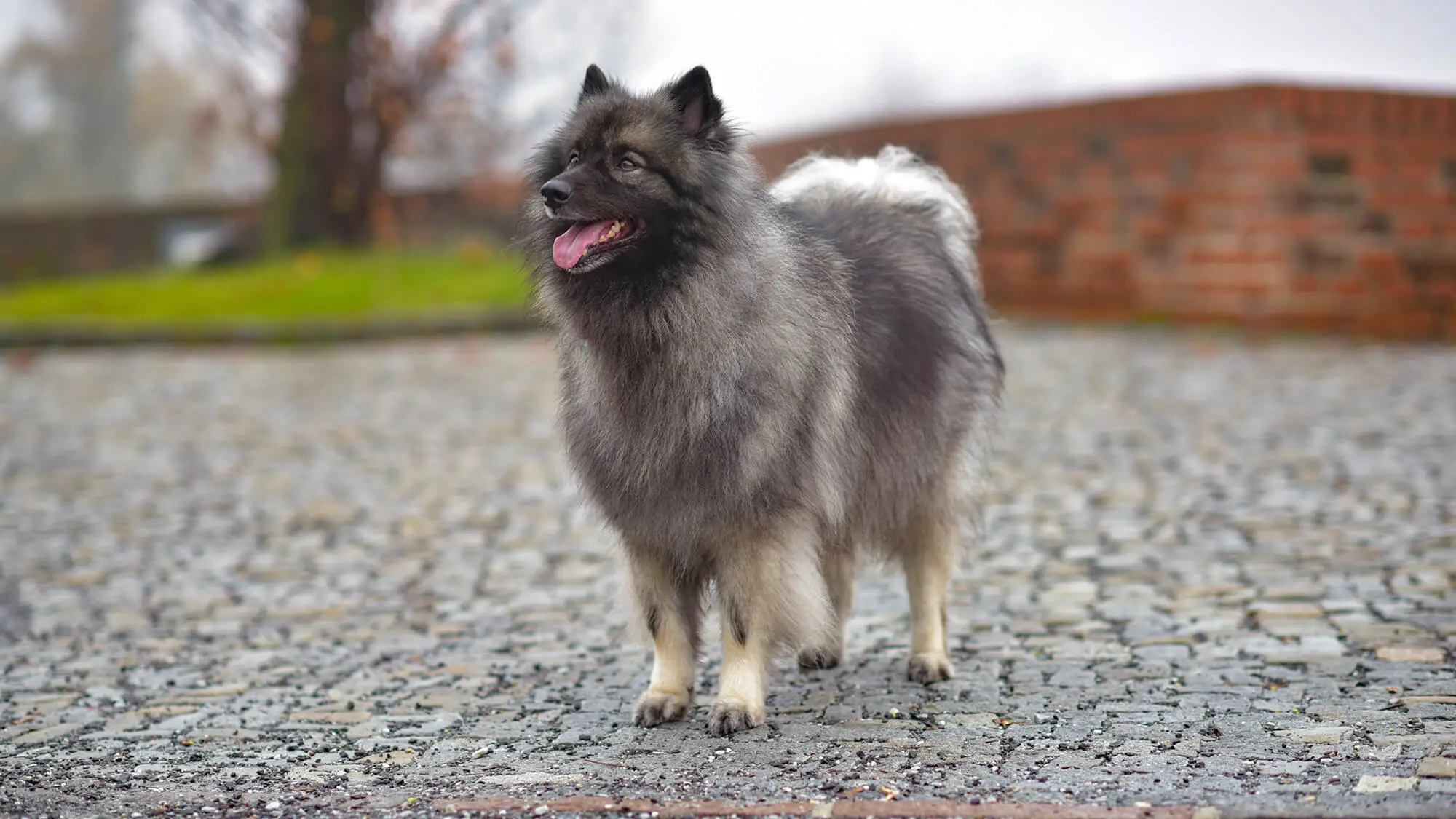 Wolfspitz