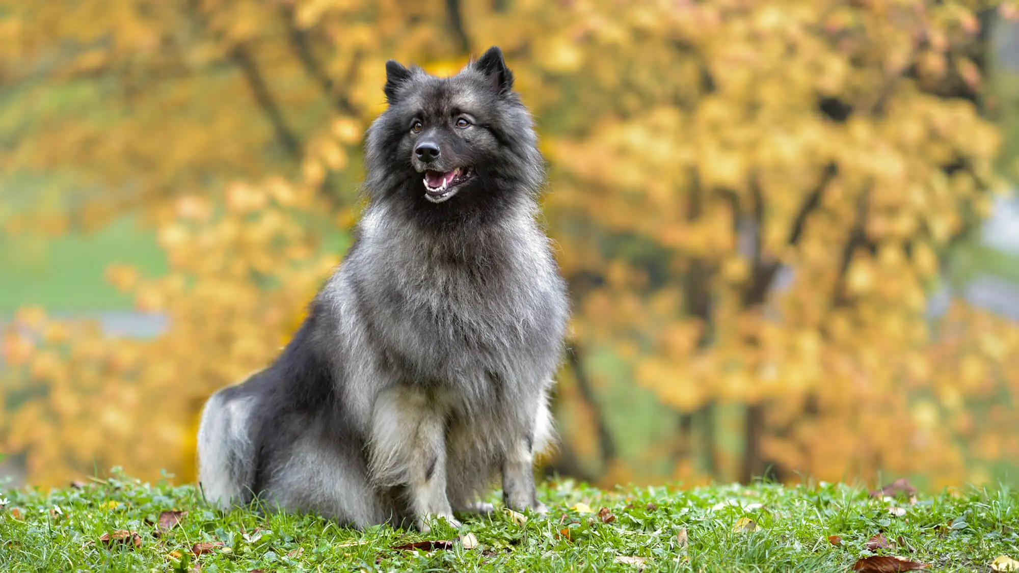 Wolfspitz