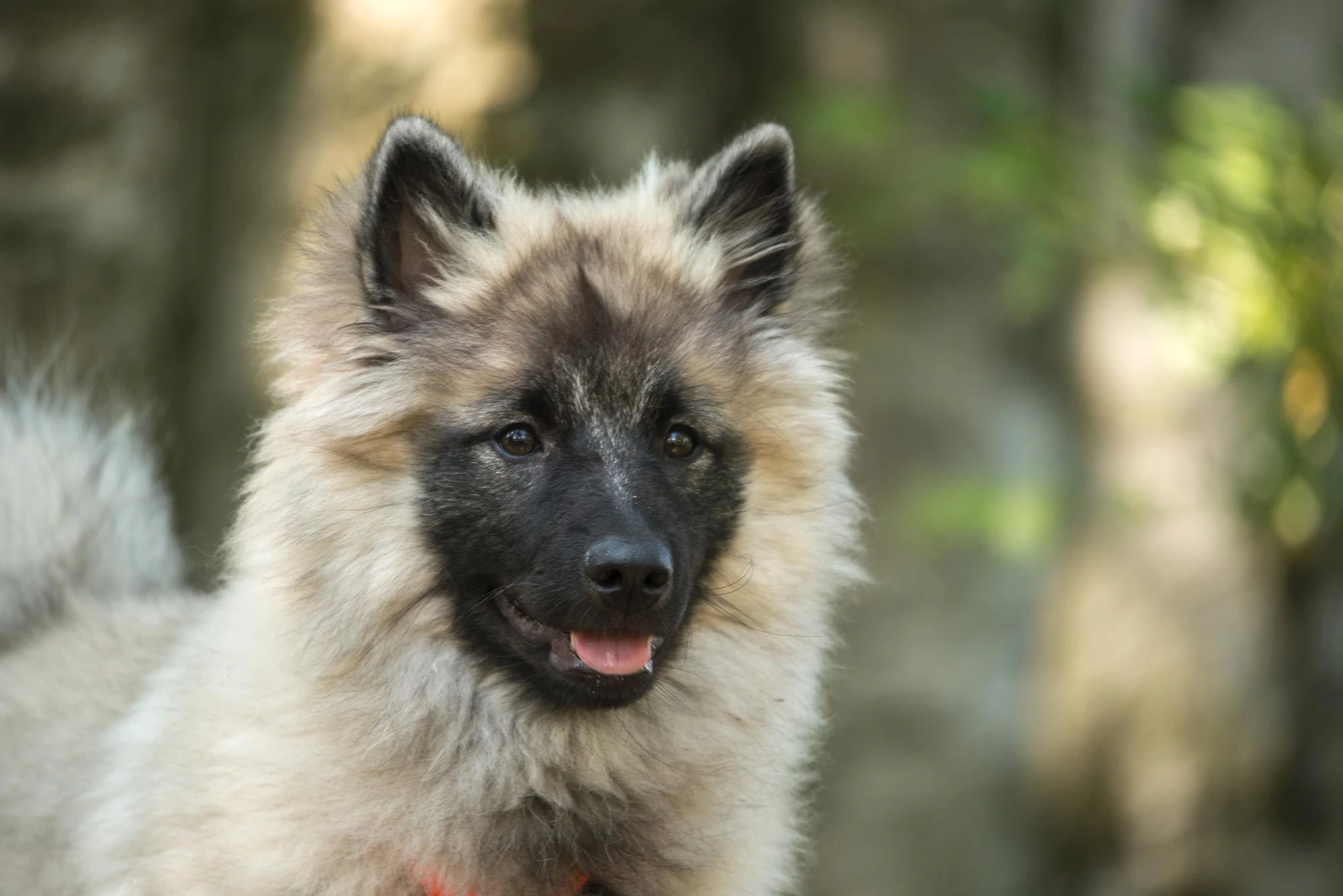Wolfspitz