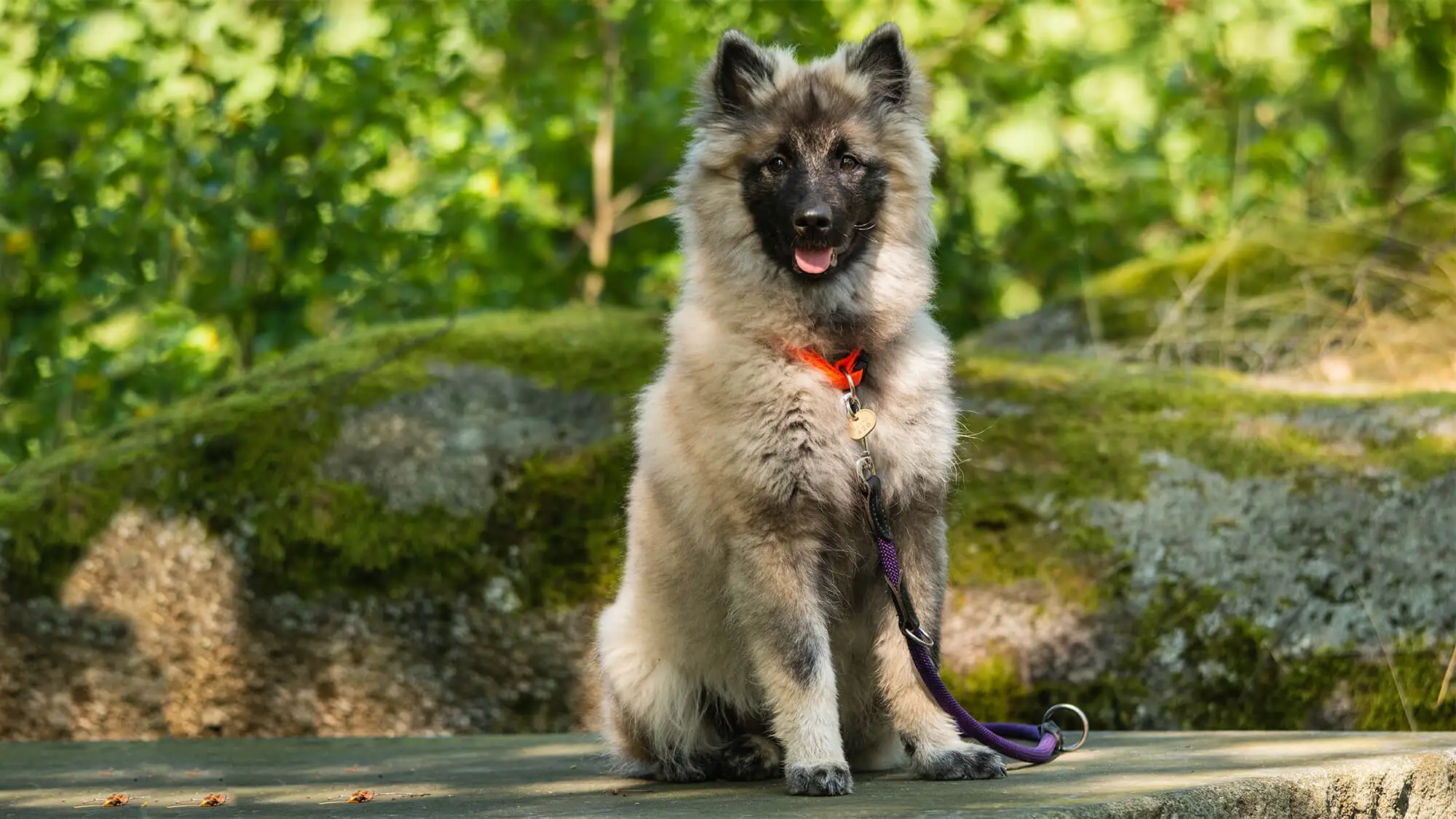 Wolfspitz