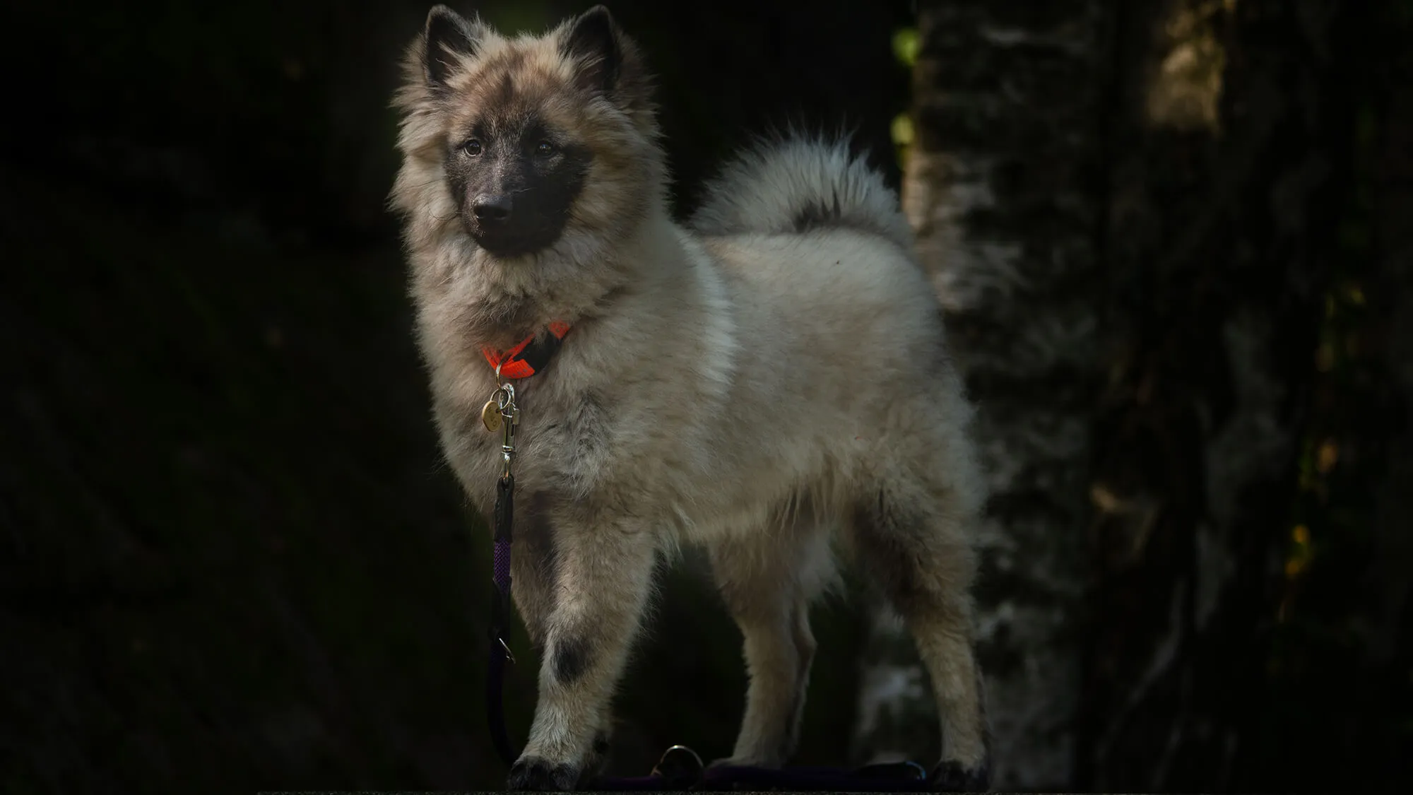 Wolfspitz