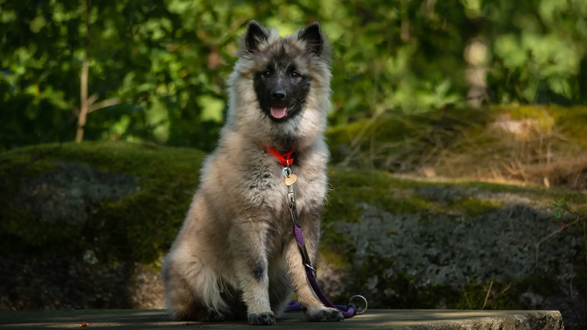 Wolfspitz