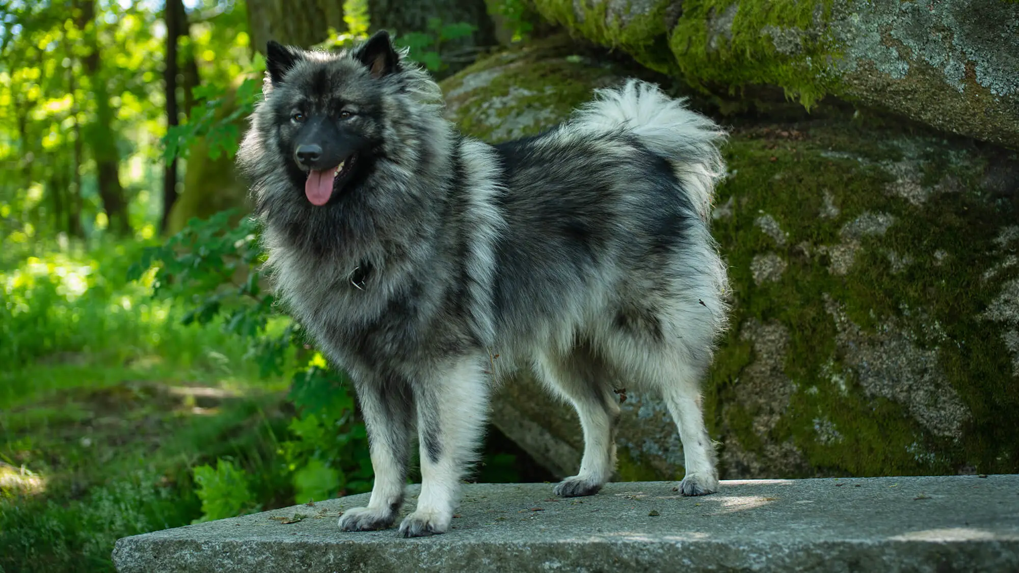 Wolfspitz